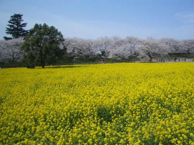 ここ数週間で桜の方はたっぷり堪能しましたので、今回はプラス菜の花が咲いているという幸手市にある権現堂堤へ行ってみました。駅からはバスが出ていますが、歩いても３０分くらいでした。