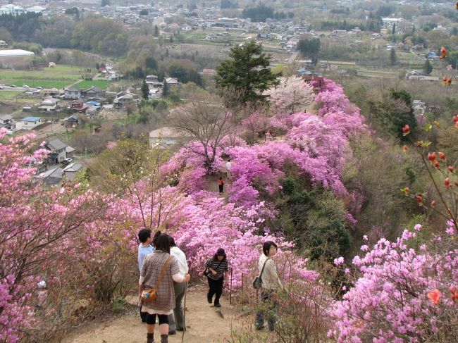 ４月１２日、午後２時３０分に瑞岩寺のミツバツツジが咲いている山に到着した。　瑞岩寺訪問は前日に秩父の現在の花の見所をインターネットで調べていて見ごろであることを知り、しかも美の山に近いので思い立った。<br />聖神社から徒歩で25分くらい、約２?のところにあるというので<br />道を探しながら行ったのであるが方向を間違い、和銅開称ゴルフ場横からミツバツツジ山に登っていった。<br />立ち入り禁止の看板、ロープを避けながら、午後２時３０分にどうにか辿り着いた。<br />そこには素晴らしいミツバツツジの燃えんばかりの紫色掛かったピンク色の群落が見られ、ミツバツツジの花により周囲の景色がすばらしく見られた。<br /><br />＊写真は瑞岩寺のミツバツツジの素晴らしい風景