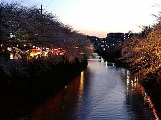 今年も桜の開花にあわせて横浜大岡川桜プロムナードに観桜で訪れる大勢の善男善女で賑いを見せました。<br /><br />昭和47年秋に植樹され早や36年。<br />此の年に長年市民から愛された市電が無くなり初めて地下鉄が開業しました。<br /><br />春秋夏冬、周囲の風景にとけ込みながら桜樹は成長を遂げ、樹齢を経ると共に桜花の色は増々渋みと深みとを兼ね備え円熟味を帯び華やかな彩りを添えてくれてます。