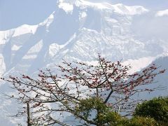 憧れのネパールヒマラヤトレッキング・・・?ヒャンザ村からポカラへ