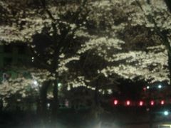 夜桜 at 隅田川 ＋ アサヒビール &#9825; 