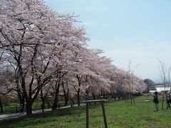 赤城南面千本桜