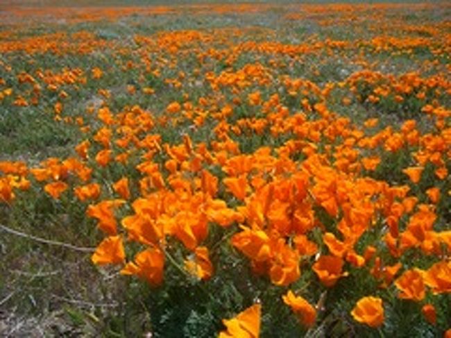カリフォルニアの花 ロサンゼルス アメリカ の旅行記 ブログ By Mark Risbeauさん フォートラベル