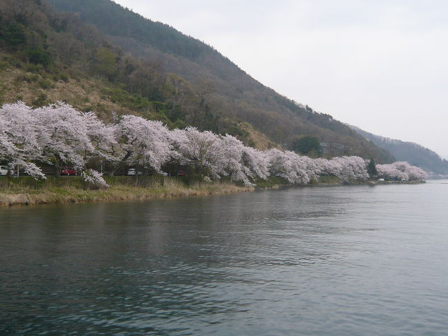 琵琶湖の北の端に突き出た“海津大崎”は、湖岸沿いに4km以上にわたって桜並木が延々と続いています。<br />近畿地方では最も遅く咲く場所の一つで、「日本のさくら名所百選」にも選ばれているそうです。<br />湖岸沿いの道路を走りながらの花見も可能なのですが、花見時期には琵琶湖汽船が長浜港や今津港から花見クルーズ船を臨時運航しています。<br /><br />前から行ってみたいと思っていた私たちは、wifeの両親を誘って早くからこのクルーズ船の予約を取り、満を持して行ってきました。<br /><br />乗船した頃から雨が降り始めて、あいにくの天気となってしまいましたが、「これでもか！」と延々と続く桜並木は湖に映えて、とても素晴らしく、圧巻でした。<br />