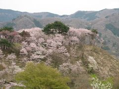 森の妖精を求めての秩父ハイキング?長瀞・野土山の桜