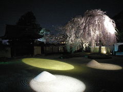 京都桜便り part 6　高台寺のライトアップ 