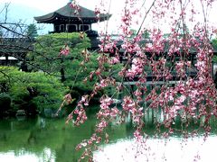 今年も桜咲く京都にやってきました（平安神宮）