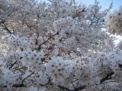 東京の桜　２００８
