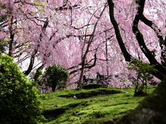 春！京都！桜！1日目