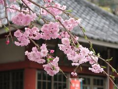 森の妖精を求めての秩父ハイキング?不動寺の通り抜けの桜