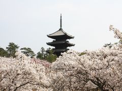 京都のお花見：?仁和寺、蓮華寺