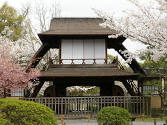 京都桜便り part 7  枳穀邸（渉成園）へ
