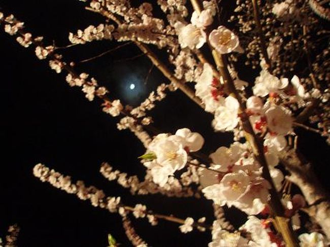 千曲市の森・倉科地区の、【一目十万本日本一のあんずの里】に行って来ました!!千曲市森・倉科・生萱地区は日本でも有名なあんずの里で、このあんずは江戸時代(寛文13年)伊予宇和島藩の藩主伊達宗利公の長女豊姫が、松代藩主真田幸道公の元へ輿入れの祭、故郷の春を忘れじとして国許よりアンズの苗木を取り寄せ、松代町東条地域に植付けたのが始まりで、藩の奨励策のもと森村、倉科村などに植樹され普及した・・・そうです。