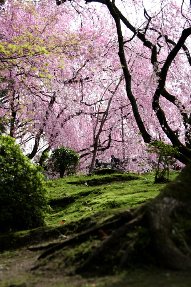 京都へ桜を見に行って来ました。<br />京都と桜ってとっても合いますね。<br />今年は寒かったので、いつもより遅く桜が咲くことを予想して宿を取っていたのですが、残念ながらソメイヨシノは殆ど散っていました。<br />ですが、いろんな種類の桜がありそれなりに楽しめました。<br />ライトアップなども見たかったのですが、あまりに歩きすぎてヘロヘロで見に行くことが出来ませんでした。残念。。。<br />是非また桜の季節に訪れてみたいです。<br />