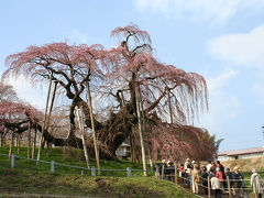 三春の滝桜