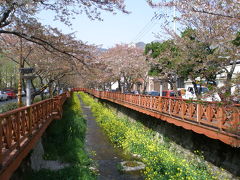 世界一の桜の街 韓国 鎮海市 ***JINHAE SAKURA