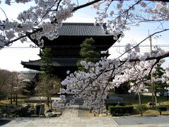 今年も桜咲く京都にやってきました（金戒光明寺、哲学の道）