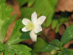 春爛漫、秩父観桜ハイキング?浦山口へ着く前に荒川に立ち寄る