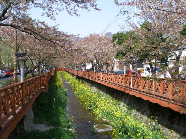 日本の植民地時代に桜が植えられて世界的な桜都市となった鎮海市を初めて訪れた。ちょうど訪れた際は桜祭り期間中だ♪<br />