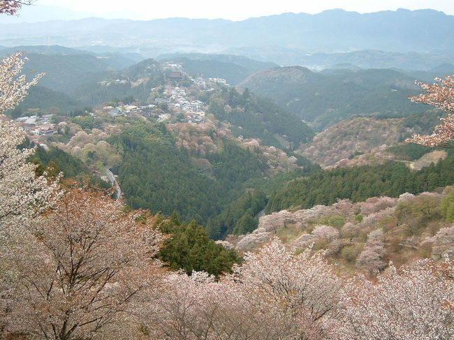 奈良の吉野山、いつも混雑を懸念して訪れるのはピークが過ぎてから‥<br />またまた、ダンナ様の出張中に決行です。<br /><br />吉野の桜は、満開です。