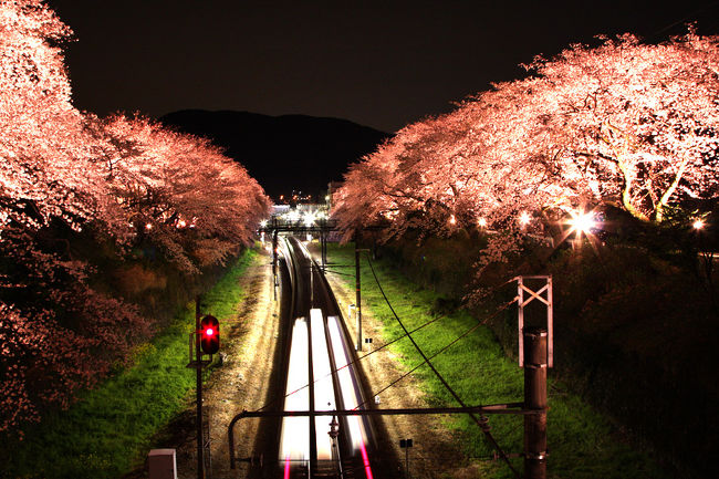3月29日に山北の夜桜見物に出かけました。<br />今から半月ほど前になってしまいますが・・・<br />ライトアップされた桜も風情があっていいですね。<br /><br />写真はホワイトバランスを変更して、少しピンクっぽく写るように変更してあります。<br />少し有り得ない色ではありますが、この方が桜らしい！かな？