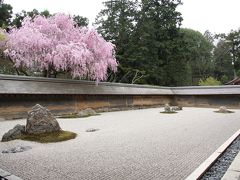 京都のお花見：?龍安寺～平野神社