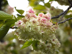 本当に打ち止め、本年の桜。ピンク遺伝子は生きていた！！