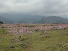 2008年4月　桃のお花見