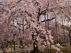 小石川後楽園の桜