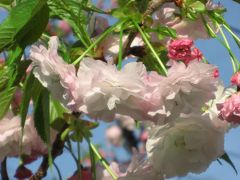 今すぐ、抱きしめたい！！！Cherryblossomは、オートクチュールで☆