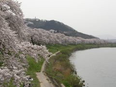 白石川堤の一目千本桜