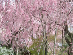 満開の原谷苑の紅枝垂れ桜