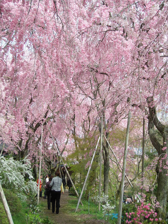 京都の北西方向にある原谷苑は個人所有地ですが、たくさんの枝垂れ桜が咲く名所となっています。桜だけでなくいろんな花が山の斜面に咲き乱れる苑内は桃源郷のような眺めです。<br />金閣寺からはそう遠くないのですが、メインの蓮華谷道（氷室通）でも一部山手の狭い道で駐車場なども狭い、大型バス禁止というので金閣寺からタクシーに分乗して行きます。御室仁和寺駅からの道はさらに狭いそうですがいずれも２?以上、歩いて30分くらいかかります。原谷農協のバス停の時刻表は１時間に１〜２本でした。なんにしても便は良くないのでタクシー利用が便利です。<br /><br />例年桜の咲く時期だけ（例年４月上旬から下旬くらい）苑内を有料で公開し、普段は苗木を販売してるようです。<br />入園料　平日1200円まで、土日1500円まで（花の咲き具合で変わる）<br />苑内は弁当、敷物、三脚などの持ち込み禁止ですが中に売店があります。<br />