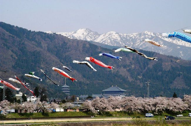 「今日は日本中が晴れ」との天気予報に誘われて、急遽、花見ドライブへ出発。<br />目的地は「海津大崎」＆「福井県・勝山弁天桜」。<br />１日の走行距離４５０ｋｍ。<br /><br />午後、福井県・勝山市の九頭竜川畔の勝山弁天桜を楽しむ。<br />水辺環境百選に選ばれた弁天緑地と、残雪の加越国境のやまなみにマッチした桜並木が美しい。<br />県下一の大河・九頭竜川からのそよ風にふかれながらの花見は最高。<br />そよ風になびき、大空を泳ぐ「こいのぼり」も印象的！<br /><br />九頭竜川河川敷には、駐車場（無料）が整備されている。<br /><br />勝山観光協会のＨＰ　　　　　<br />　　　http://www.net-katsuyama.jp/top.html