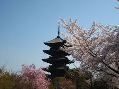 今年も京都の桜を満喫?　～平安神宮と東寺～　