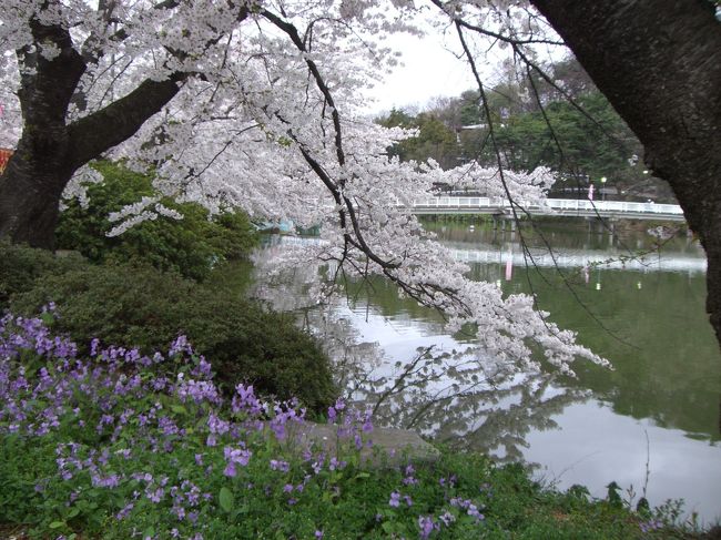 ちょうど満開となった。<br />須坂市臥竜公園の桜を満喫しました。<br />天候は、曇りでお花見には少し残念でしたが、さすが桜百選の地だけあって見応えのある桜並木でした。<br />竜ヶ池とのコントラストがすばらしかった。<br />
