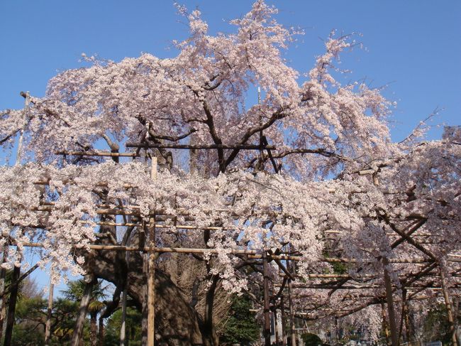祥雲寺（しょううんじ）のしだれ桜は樹齢300年だそうです。ＨＰによりますと祥雲寺は約５００年前の室町期に建てられたそうです。しだれ桜は明暦年間（１６５５〜５７年）の本堂再建の際に記念樹として植えられました。一時、本堂の火災により樹勢が衰え枯死寸前だったものの、治療に努め現在の形を保っています。境内の敷地は広くて古墳のほかに、「ミニ西国三十三観音巡り」が出来ます。ゆっくり歩けば一時間かかります。野越え山越え宇都宮市の町中とは思えません。一度散策してはいかがでしょうか？