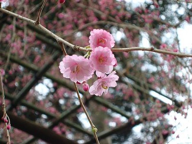 母と同級生のおばちゃんたちの退職記念ということで<br />京都へ桜を見に行きました。<br /><br />初日は予定の醍醐寺の桜が終わったと聞いたので<br />大原三全院にむかいました！