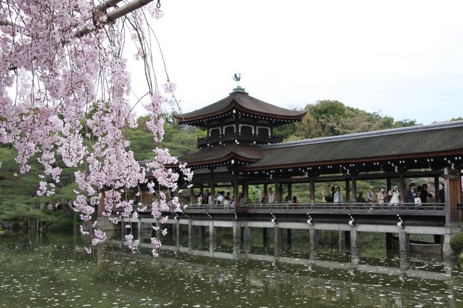 今シーズン、京都のお花見も見納め。<br />この日、最後に訪れたのは平安神宮。<br />神苑の紅枝垂れ桜を楽しませていただきました。<br /><br />この日のお花見は、<br />?仁和寺、蓮華寺<br />?龍安寺、等持院、平野神社<br />?平安神宮、熊野神社<br />の３編に纏めてみました。<br /><br />