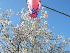 桜 と 花 しょ う ぶ の 里　　 亀 鶴 公 園