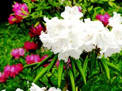 都心美-4　東御苑からの花だより　☆シャクナゲ・シャガは真っ盛り！