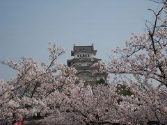 世界遺産：姫路城へお花見の旅・・・ちょっと京都も