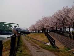  2008年春、「荒川土手の桜」