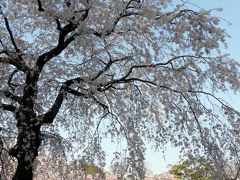 ４月に入ってそろそろ見納め　2008.04.03 三嶋大社の桜