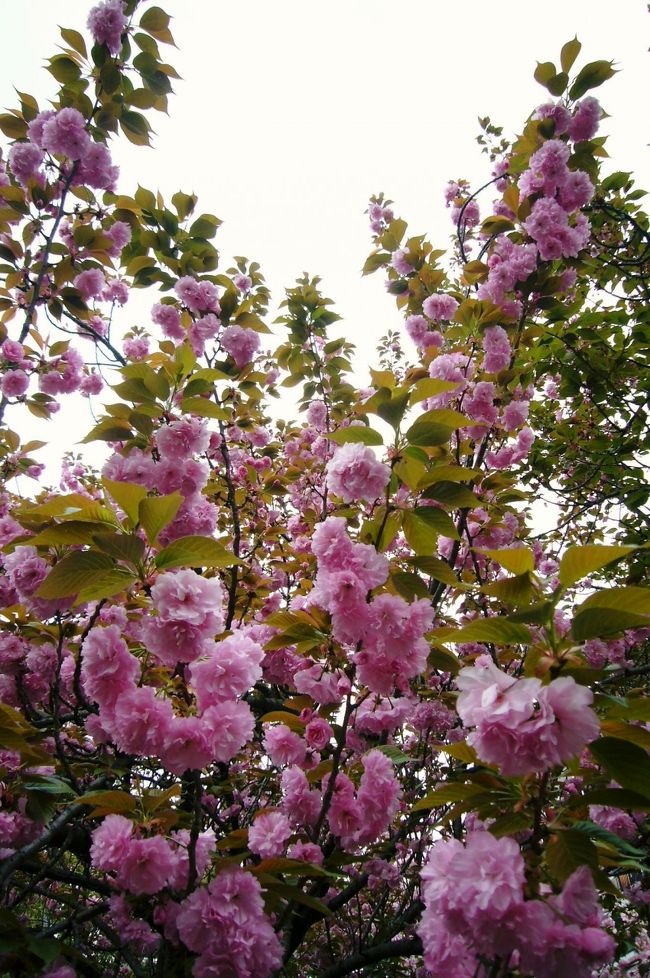 2年ぶりに造幣局へお花見へ行ってきました。<br />前は夜桜だったので、お昼に見るのは初めてです。<br />造幣局のHPでは”満開”と出ていたので期待大でしたが、<br />週末の雨でどうなっていることやら・・・。