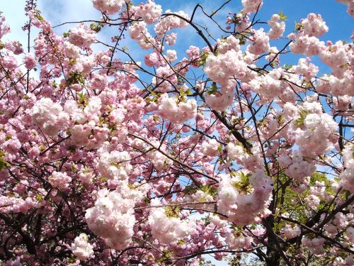 2008年4月 大阪造幣局 桜の通り抜け』大阪城・京橋(大阪)の旅行