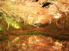 日本三大桜の名所！　信州伊那　高遠城址公園　さくらまつり　タカトオコヒガンザクラのライトアップに酔いしれる。。　/長野県　伊那市　（旧高遠町）