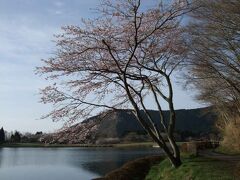 田貫湖湖畔の桜と富士(誤字を修正しました)