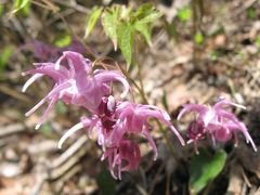 山野草に逢いたくて～赤坂山～