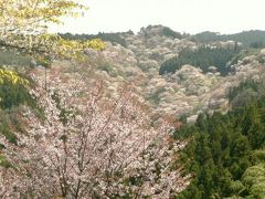 日本一の桜の名所・吉野山